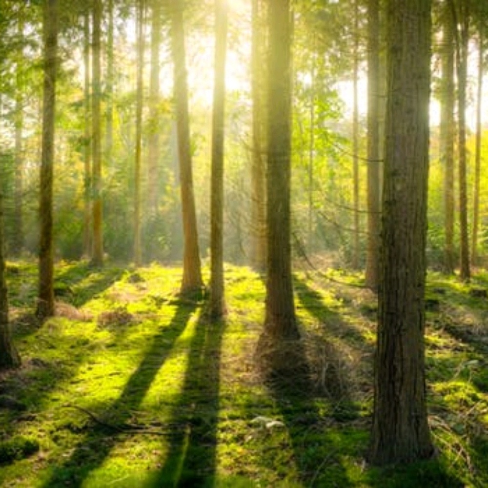 Meet your Posher, Alice